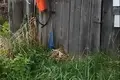 Дом  Дукорский сельский Совет, Беларусь